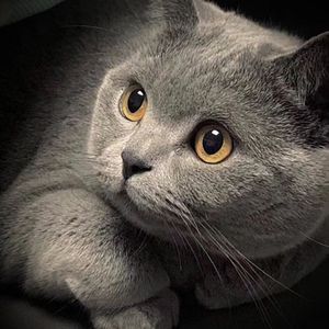 强奸妈妈在线观看
