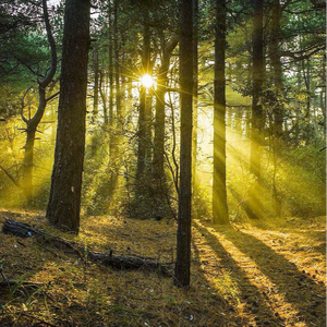 强奸妈妈在线观看
